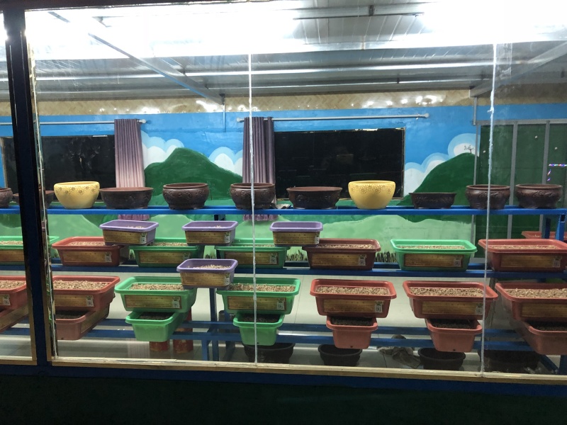 黄韭盆景