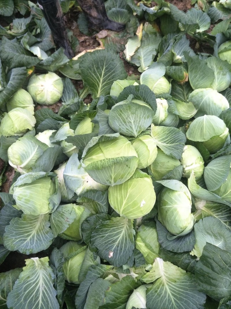 (精品)湖北扁包菜产地直销，市场，加工厂，出口。