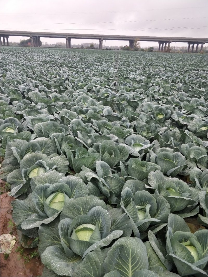 (精品)湖北扁包菜产地直销，市场，加工厂，出口。