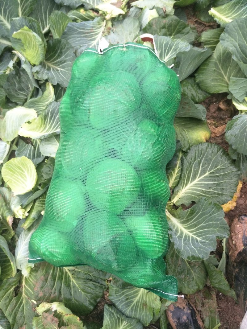 (精品)湖北扁包菜产地直销，市场，加工厂，出口。