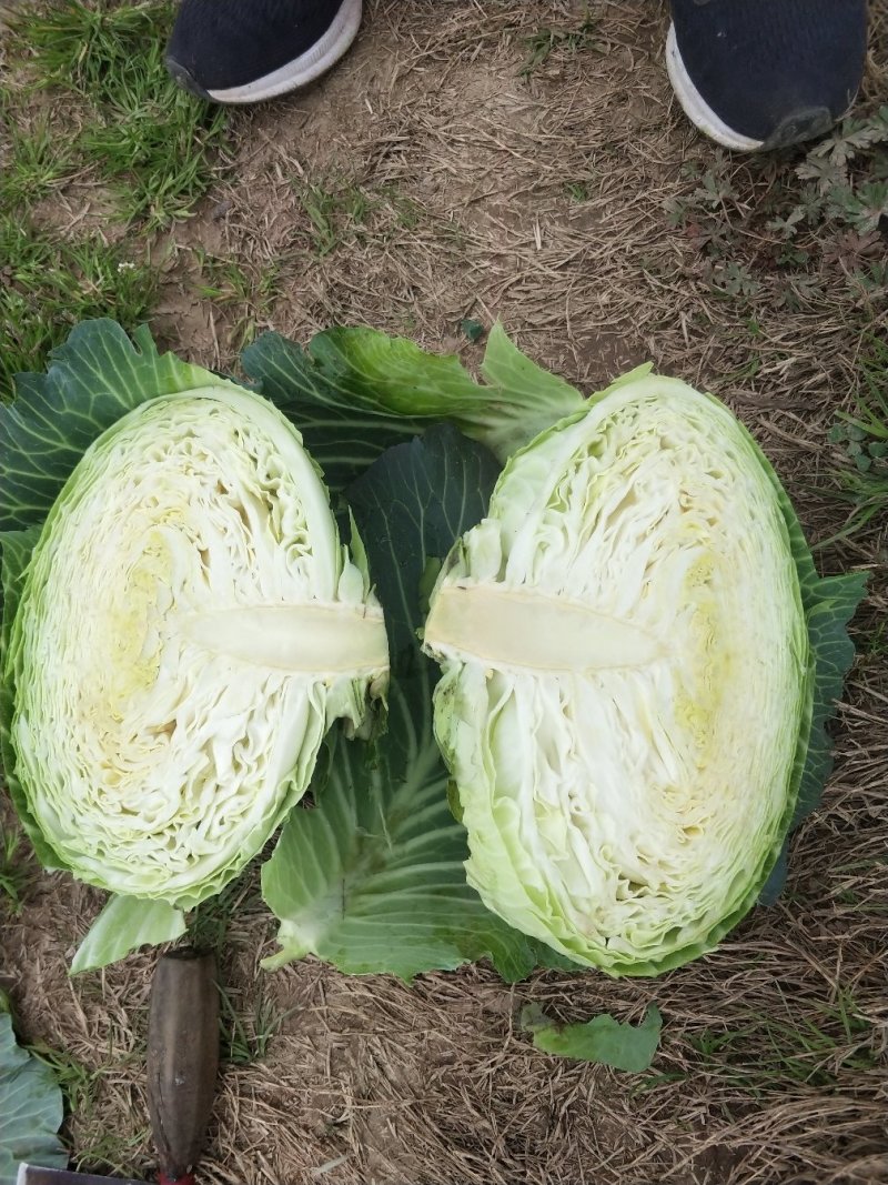 (精品)湖北扁包菜产地直销，市场，加工厂，出口。
