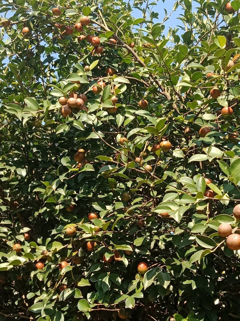 山茶果