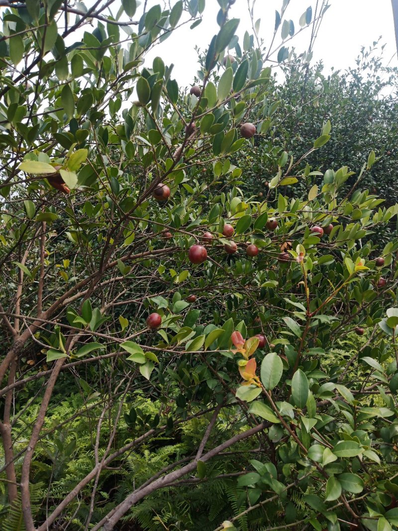 山茶果
