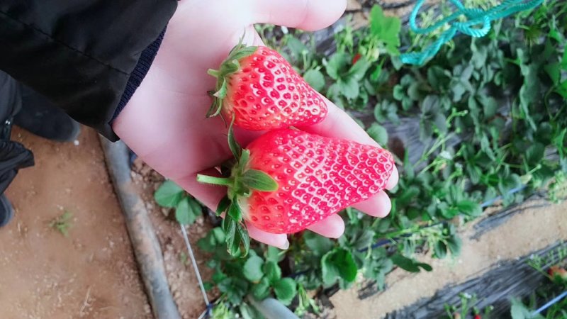 甜宝章姬草莓，品质保证，产地直发，价格优惠，诚信经营