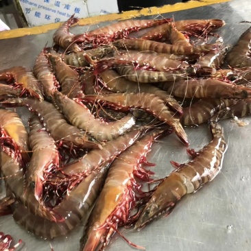 虎虾