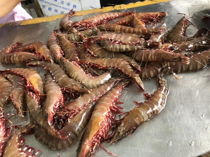 虎虾