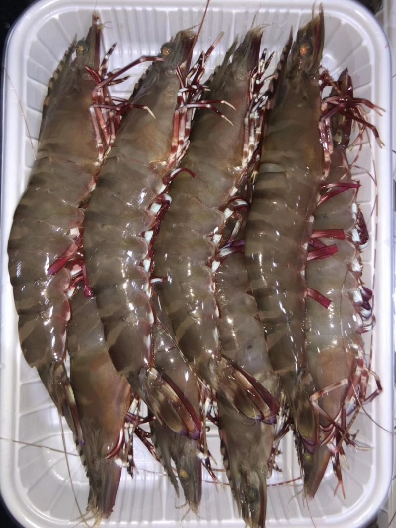 虎虾
