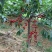山东万亩苗木基地直供樱桃苗，乌克兰，俄八，车厘子