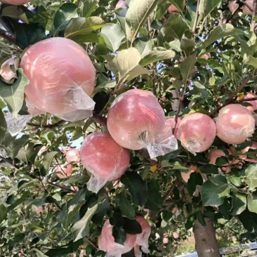 自家大量苹果