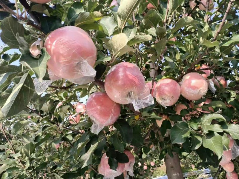 自家大量苹果
