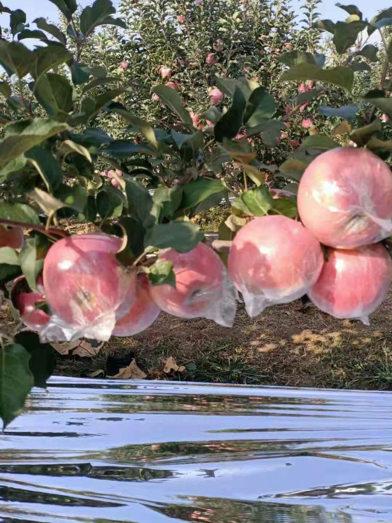 自家大量苹果