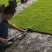 兰引3号