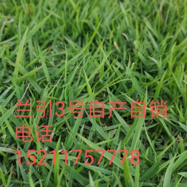 兰引3号