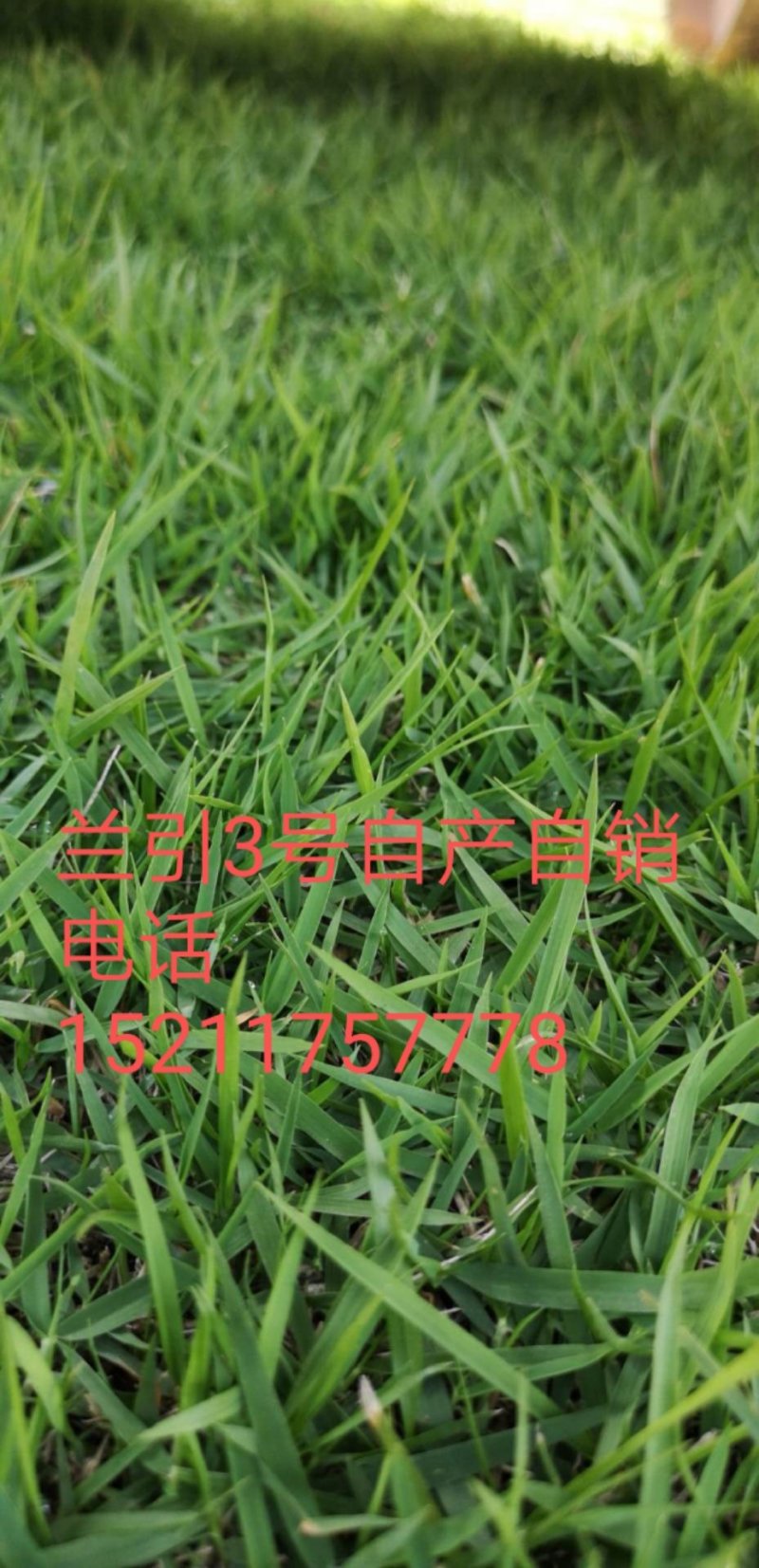 兰引3号