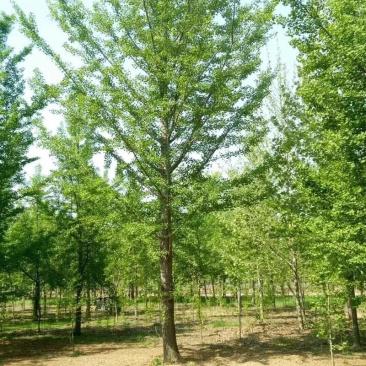 银杏树