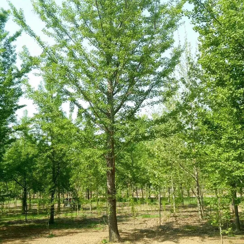 银杏树