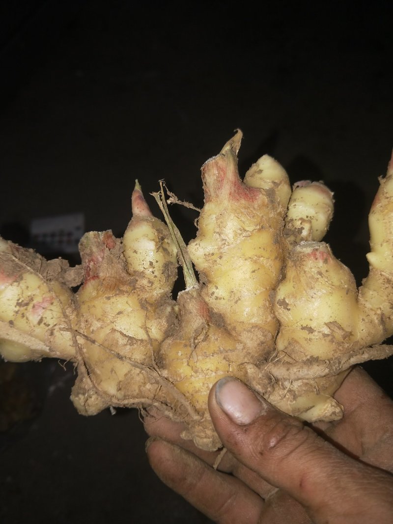 生姜，鲜姜，地窖姜大连有货