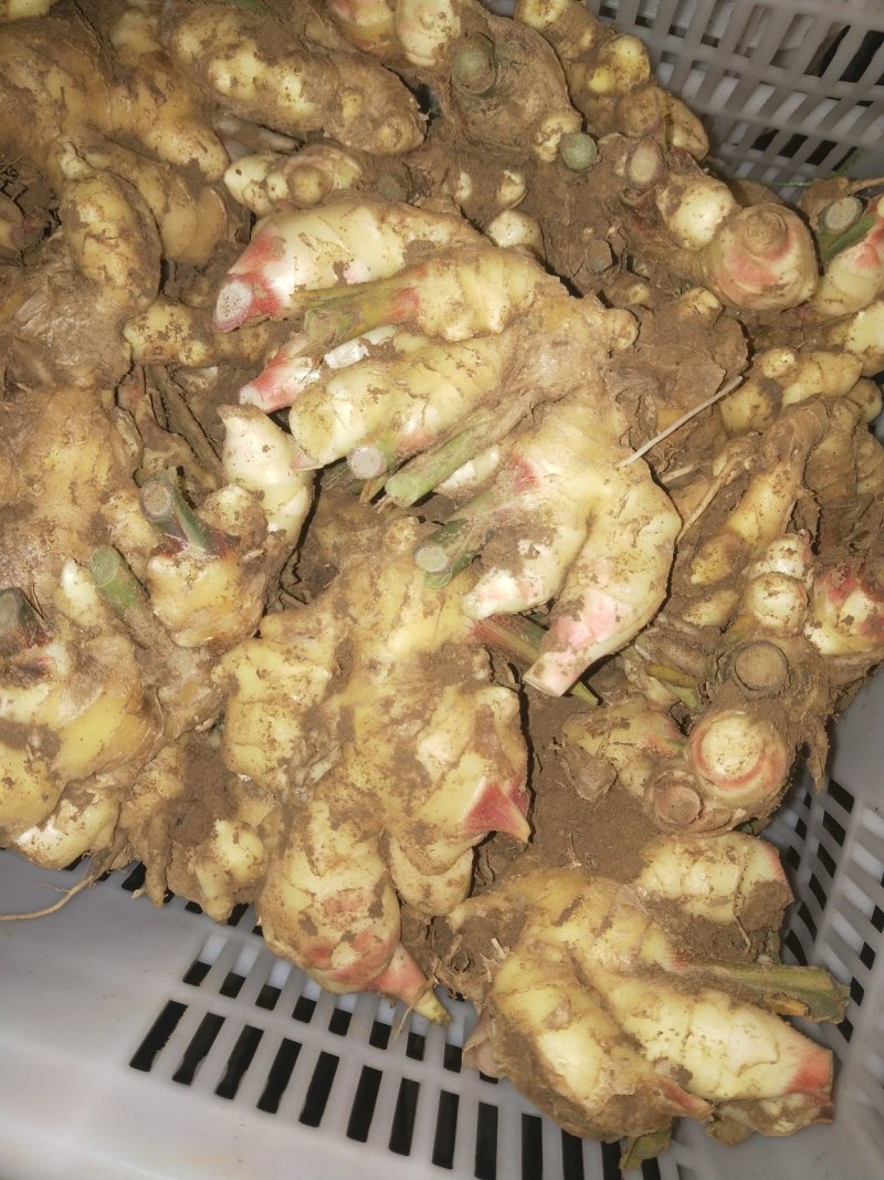 生姜，鲜姜，地窖姜大连有货