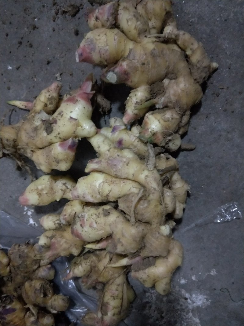 生姜，鲜姜，地窖姜大连有货