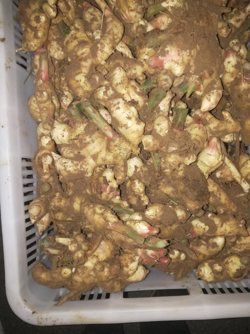 生姜，鲜姜，地窖姜大连有货