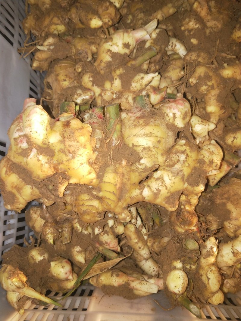 生姜，鲜姜，地窖姜大连有货