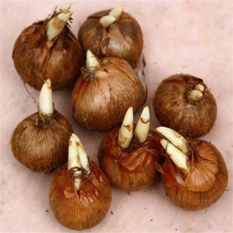 十颗大球食用藏红花药用西红花番红花种球球根种子药材花卉盆