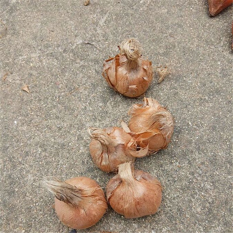 十颗大球食用藏红花药用西红花番红花种球球根种子药材花卉盆