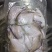 小白鲳鱼一斤装