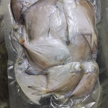 小白鲳鱼一斤装