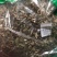 薄荷叶梗段全棵切薄荷农家初选农副土特产品