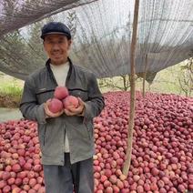 甘肃花牛苹果产地供应链落地配一件代加工商超送仓