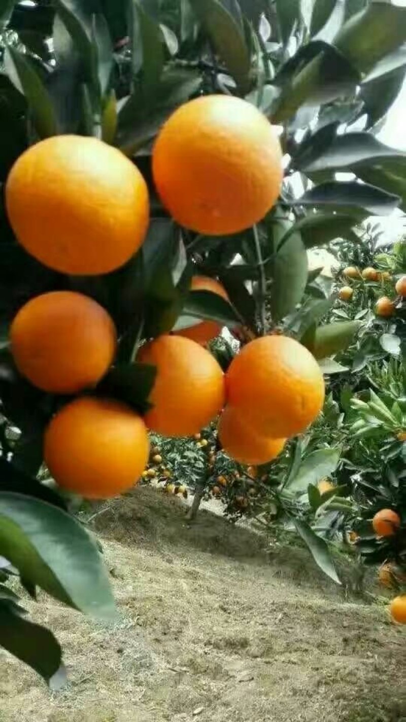 纽荷尔脐橙，血橙，伦晚，夏橙基地直供，无中间商。
