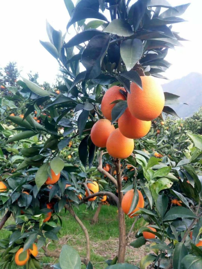 长虹脐橙，果园看货，现订现摘自家果园，无中间商。