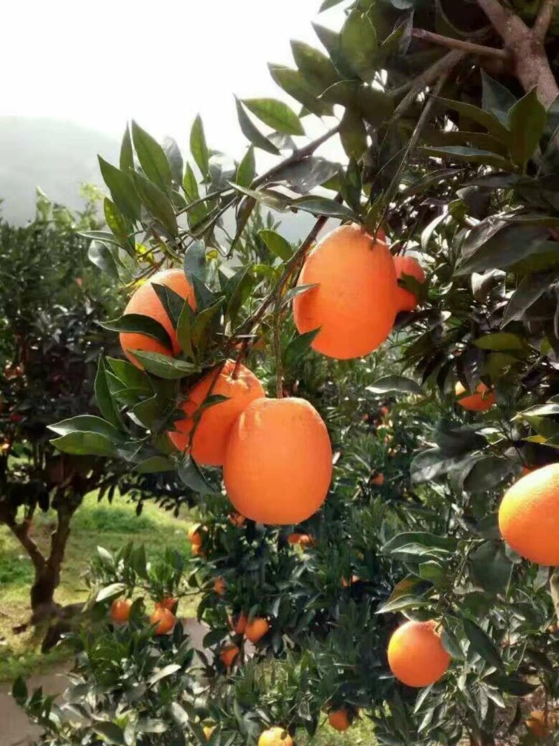 长虹脐橙，果园看货，现订现摘自家果园，无中间商。