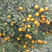 大果椪柑苗巨形无核椪柑树碰柑苗碰柑苗碰橘苗碰柑树苗占地苗
