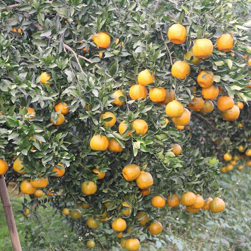 大果椪柑苗巨形无核椪柑树碰柑苗碰柑苗碰橘苗碰柑树苗占地苗