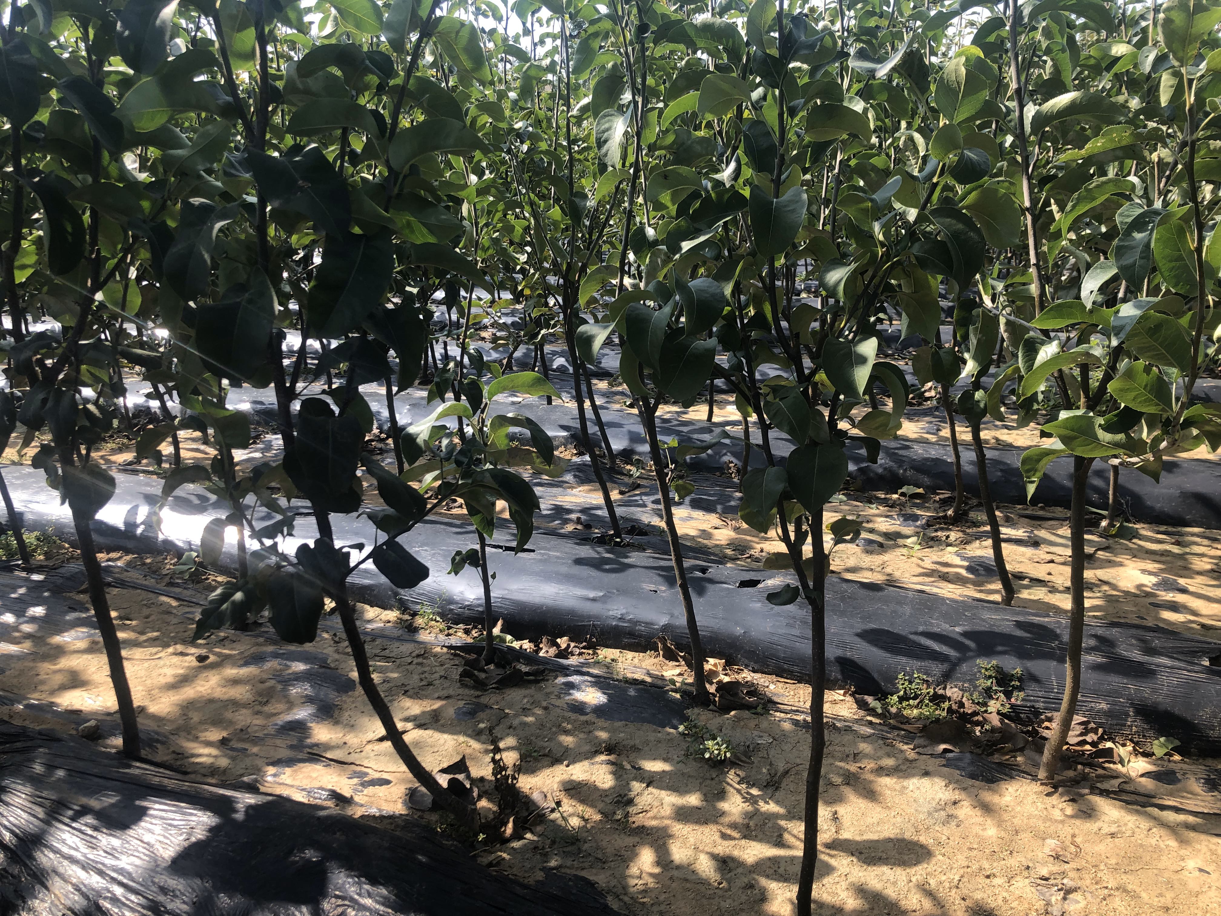 尖把酸梨种植基地实景图