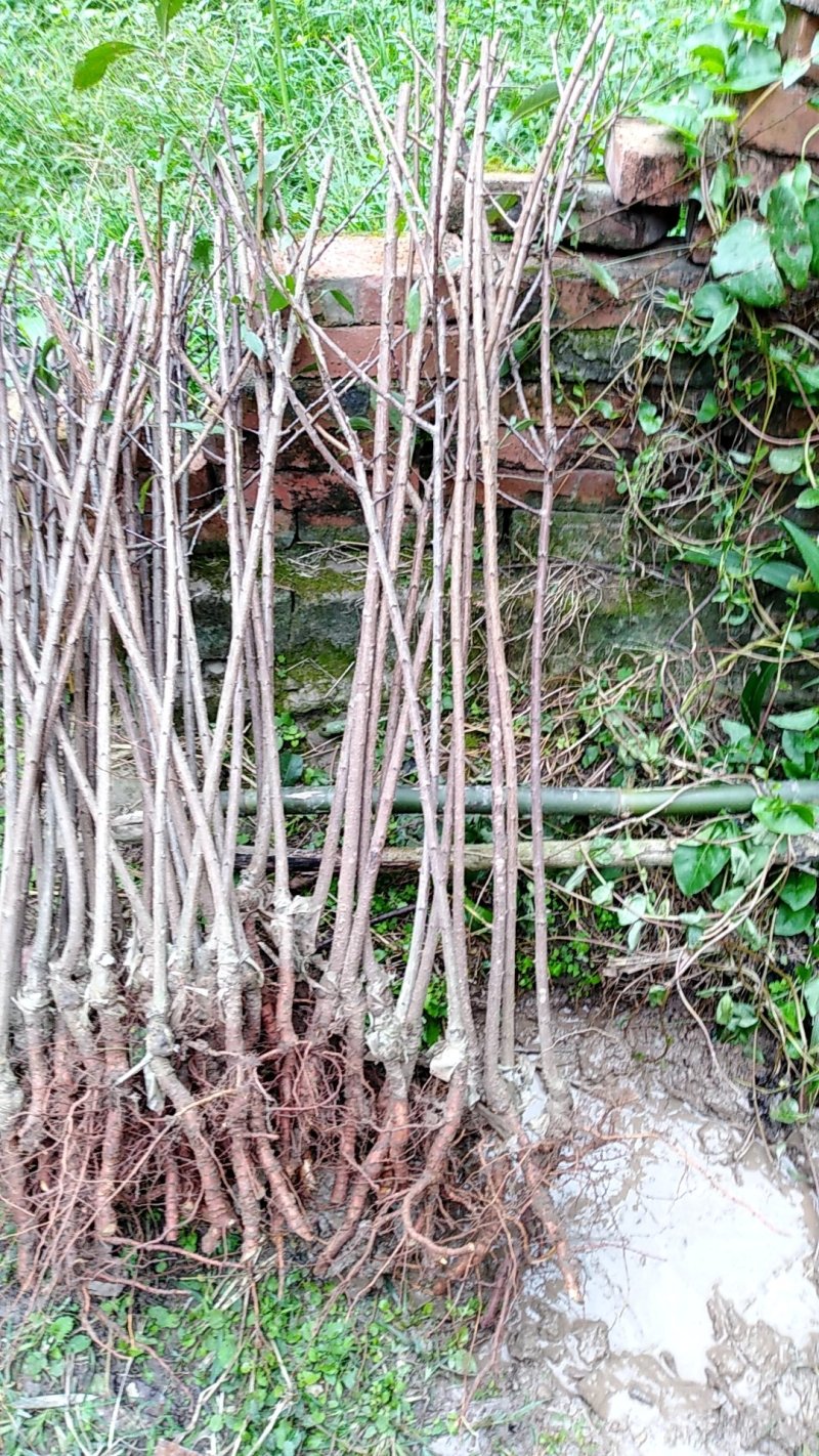 青脆李，蜂糖李，五月脆