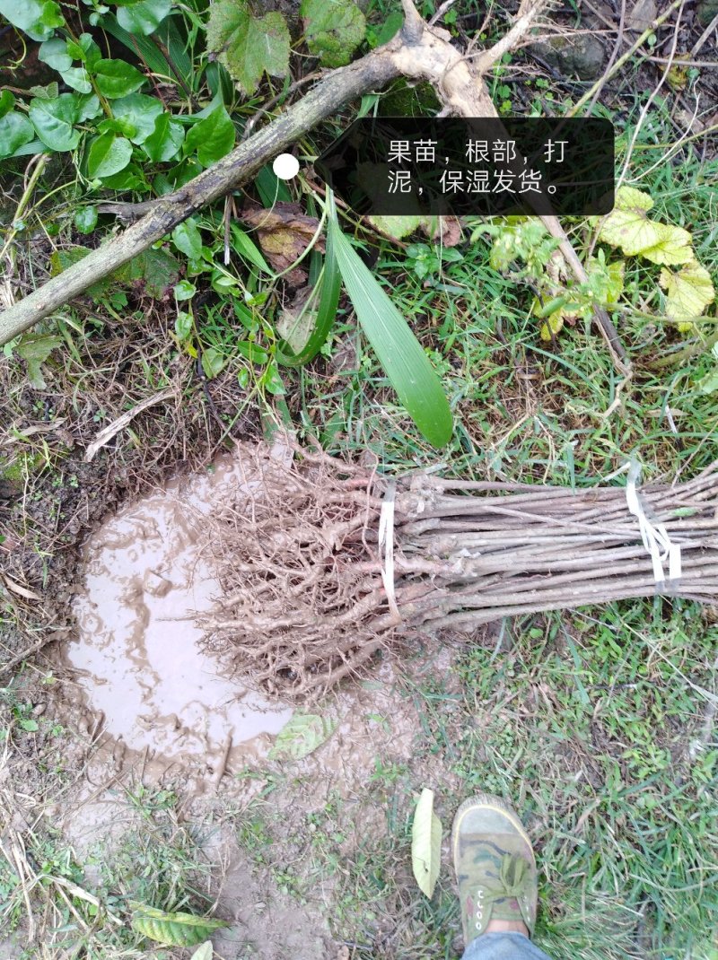 青脆李，蜂糖李，五月脆