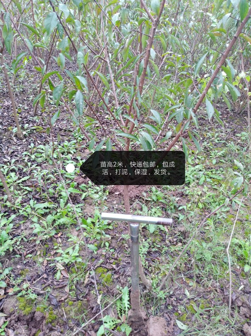 青脆李，蜂糖李，五月脆