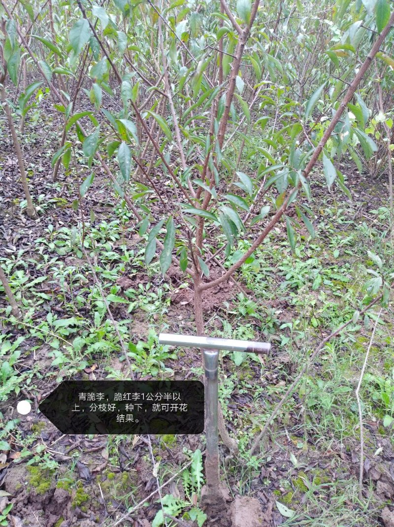 青脆李，蜂糖李，五月脆