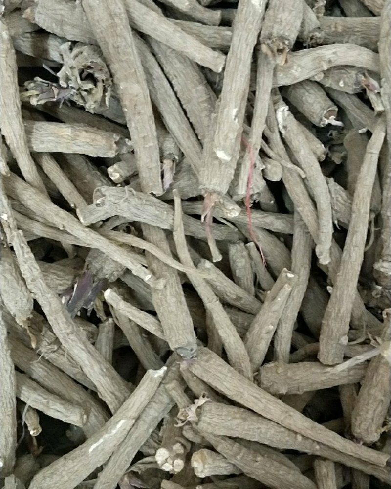 中药材防风种子