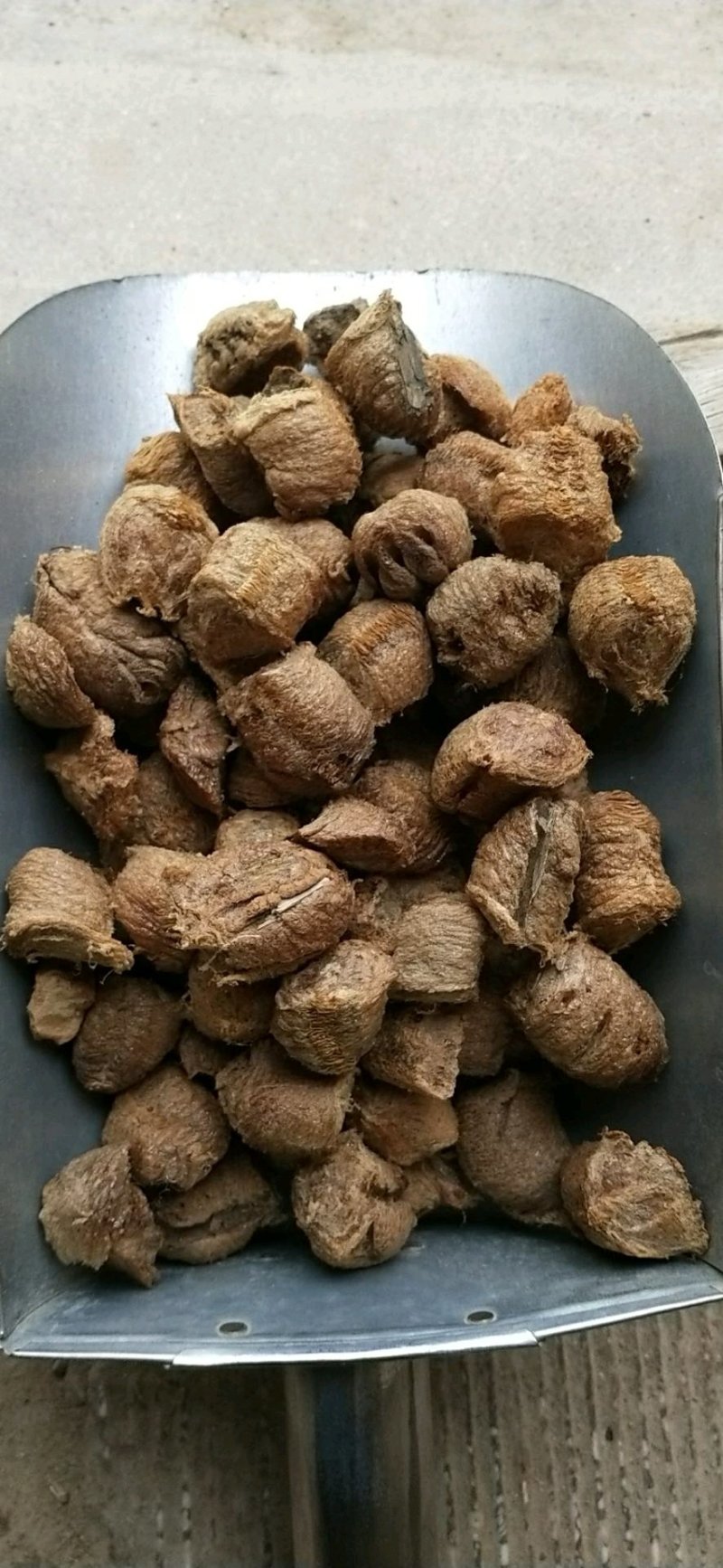 中药材防风种子
