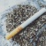 中药材防风种子
