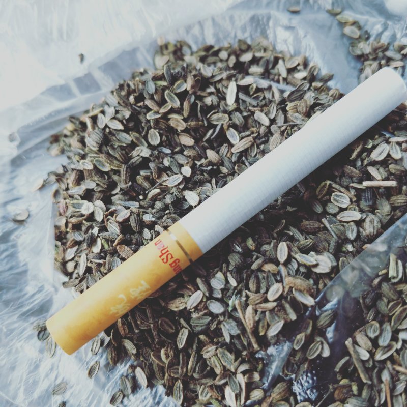 中药材防风种子