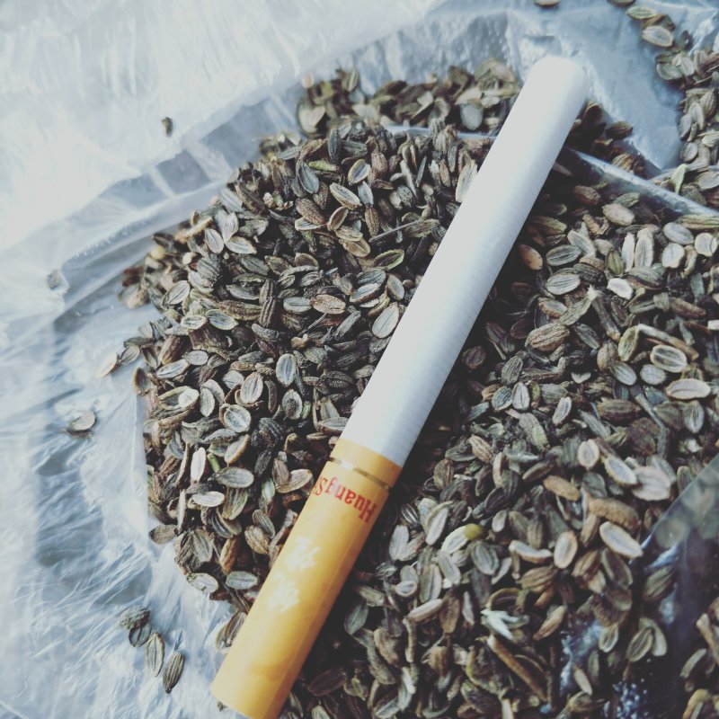 中药材防风种子