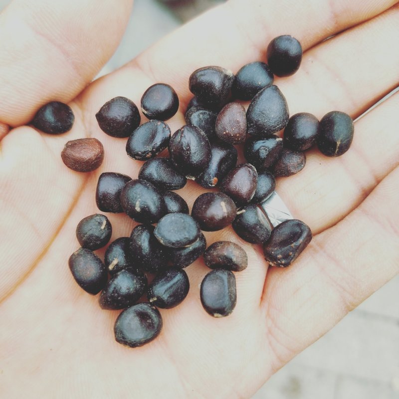 中药材防风种子