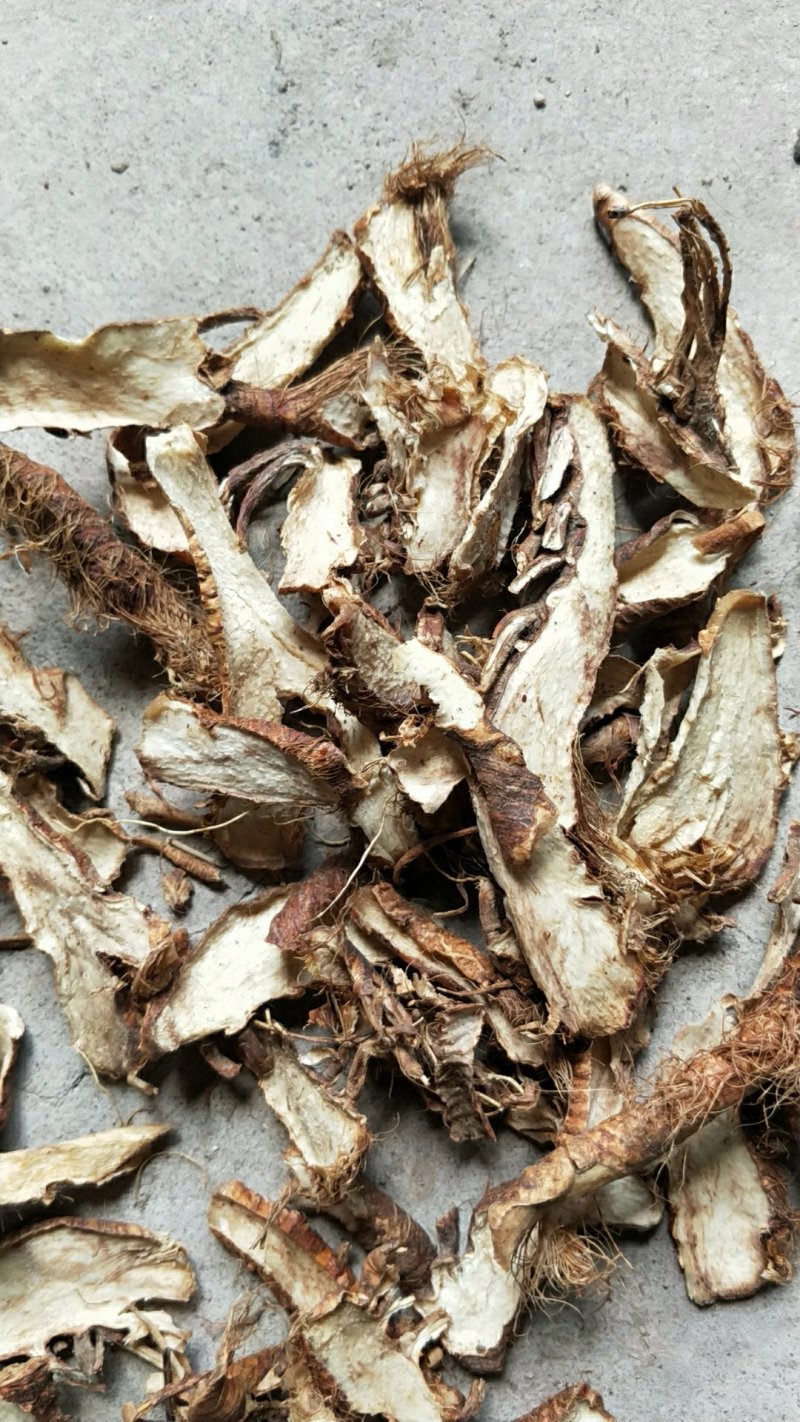 中药材防风种子
