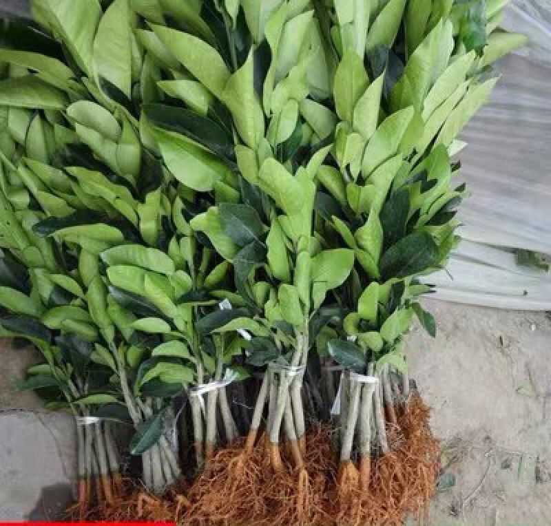 红肉柚苗血柚苗柚苗柚子苗柚子树柚树苗蜜柚苗红肉柚树