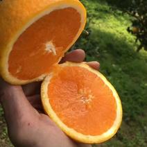 冰糖橙，纽荷尔脐橙产地大量批发。果园，现订现摘。